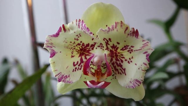 P.Yaphon Color world Yaphon содержание и уход. смотреть онлайн