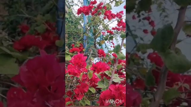 BLOODY RED BOUGAINVILLEAS