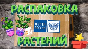 Распаковка посылки с суккулентами: новинки и неожиданный подарок!