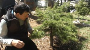 Кедры Бога в северном Ливане. 14 метров в поперечнике!