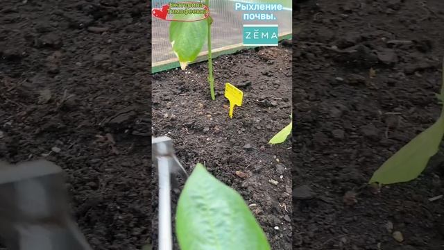 Рыхление почвы.