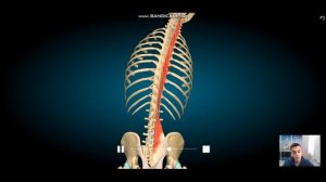 Глубокие мышцы спины. Поперечно остистые мышцы, межостистые мышцы, межпоперечные мышцы