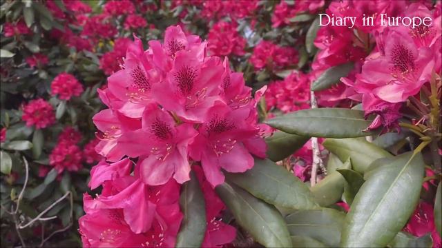 #43 Beauty of Rhododendron Nova Zembla смотреть онлайн