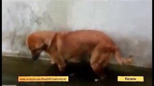 U News. Самые редкие профессии мира.