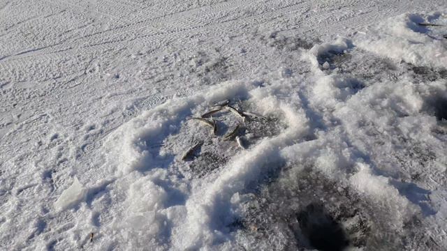 Рыбалка на корюшку зубатку весна из подольда , хуси, николаевск- на -амуре. Часть -1
