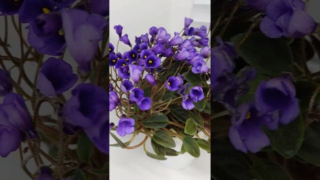 Фиалка Vallarta Campanas Moradas смотреть онлайн