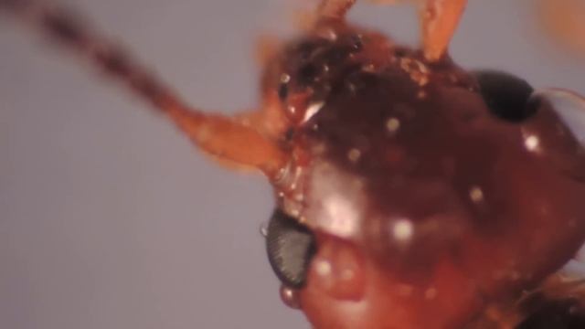 HD Nikon P510 macro raynox dcr 250 macro test смотреть онлайн