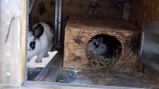 Разведение кроликов от А до Я краткий обзор для начинающих