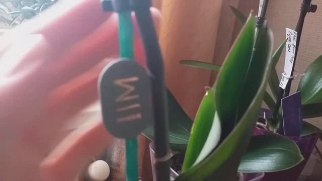 Моя новая красотка мульти флора Брокен Харт? , Разбитое Сердце ? смотреть онлайн