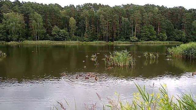 Прекрасное место для отдыха и медитации на свежем воздухе - река Саминка в Одинцово смотреть онлайн