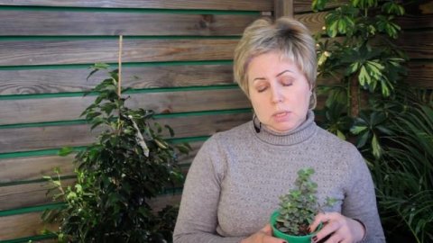 Растения в детской комнате ? Какие цветы полезны для здоровья ?дом сад и интерьер