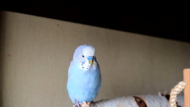 Чим годувати папужку? Тоші 11 років - здоровий! смотреть онлайн