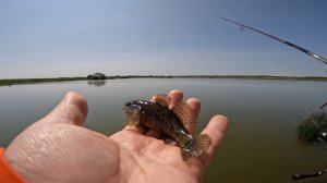Ловля Карася. Мормышинг. Рыбалка Летом. Пруды для Рыбалки.