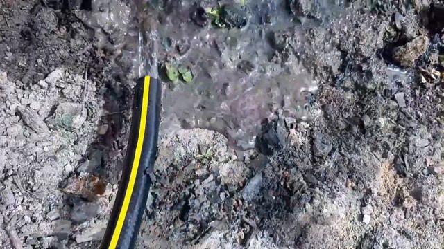 Роза АКАПЕЛЛА , БРУНЕРА КРУПНОЛИСТНАЯ . смотреть онлайн