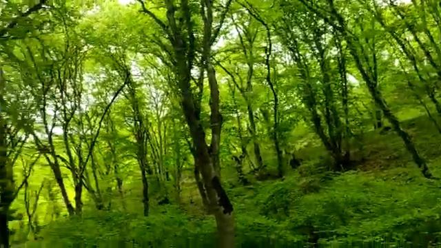 Геджух. Берегите лес 👍👍👍👍✋#пруд#горыкавказа #отдых#речка #