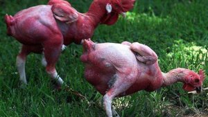 Лысые курицы без перьев