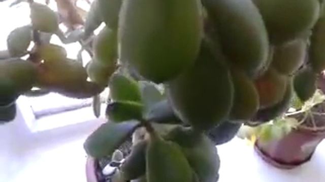 Комнатное растение-денежное дерево смотреть онлайн