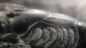 Ракообразные