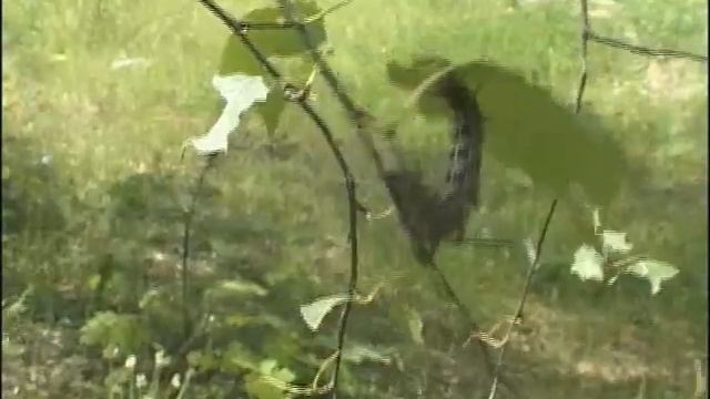 На пензенские леса началось нашествие мохнатых гусениц смотреть онлайн