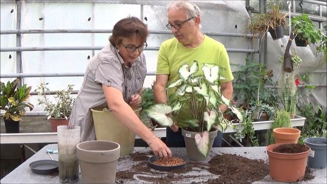 Conseils jardinage: Caladium: Entretien et arrosage:  Plante verte смотреть онлайн