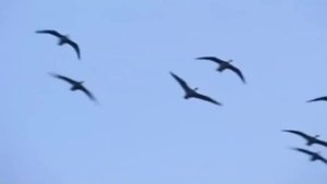 Лебединая верность.