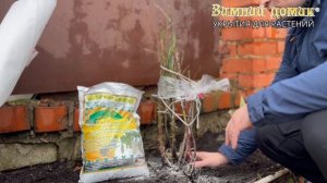 Укрытие роз на зиму ? Подготовка, обрезка, подкормка осенью роз.