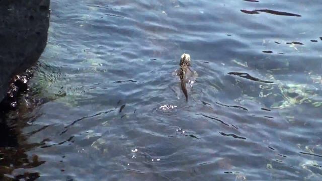 морская игуана, Galapagos Marine Iguana смотреть онлайн