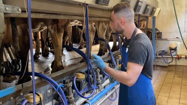 Дойка коров на швейцарской ферме, рассказываем и показываем