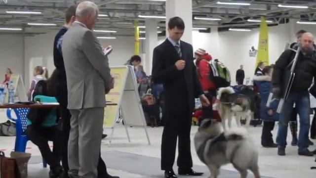 Суки Чемпионы Дива Дивная Из Мирашела смотреть онлайн