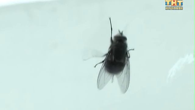 Пульс города 2013.02.21 смотреть онлайн