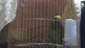 Говорящий Амазон