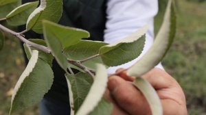 Почему ЯБЛОНЯ стала ПЛОХО плодоносить?