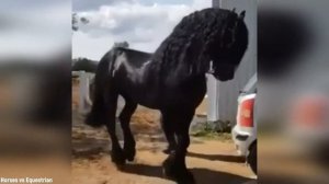 НАРЕЗКА: Фризская лошадь/Friesian horse.