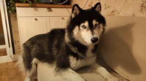 Хаски Зевс (№ 1) любитель семечек. Husky Zeus (#1) is a fan of seeds.