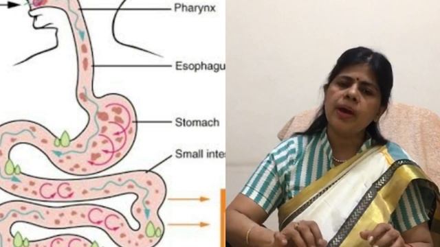 फाइबर क्या होता है/Dietary fibre/Why Fibre is important /Dr Shikha смотреть онлайн