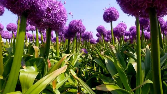 Allium Globemaster смотреть онлайн