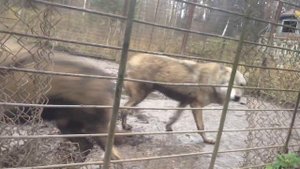 Волки рычат