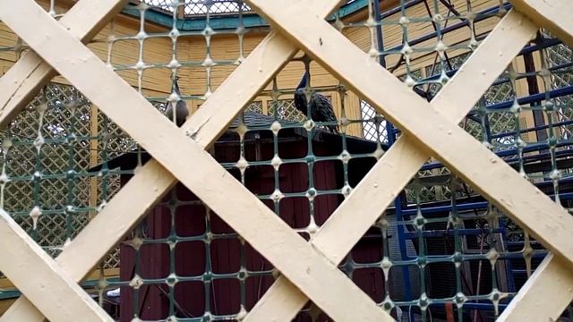 Павлины и дубы в усадьбе Кусково - 2021 - 2/13 смотреть онлайн