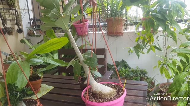 Мини адениум,барашки(погибший и новый),Черномор и ехидное настроение?? смотреть онлайн