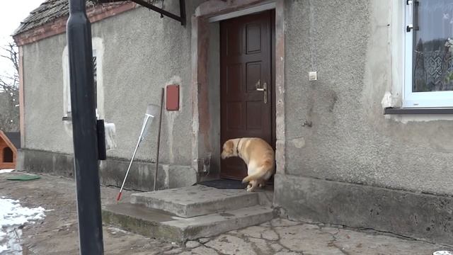 Собака просится домой. смотреть онлайн