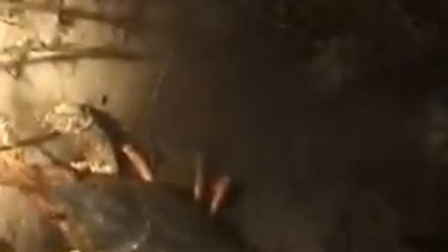 под водой в Беларуси с Капитаном Морганом (пейзажи) смотреть онлайн