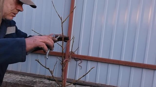 Обрезка.Для начинающих, для раз
вития и пользы. смотреть онлайн