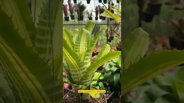 Bromeliaceae Aechmea Chantinii Samurai plants @bromeliamalang530 #shorts #viral