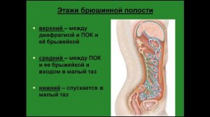 Брюшинная полость. Этажи брюшинной полости. Верхний этаж