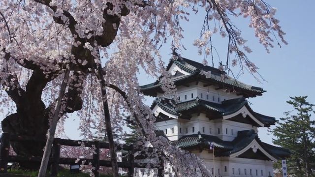 Сакура в Тохоку. Япония. смотреть онлайн