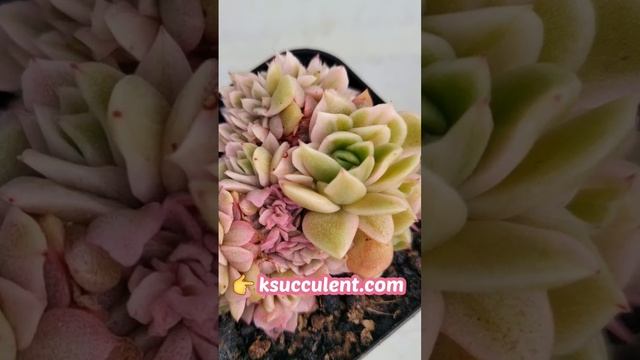 Echeveria Agavoides Gilva variegated, Cristata/rare Koreansucculents