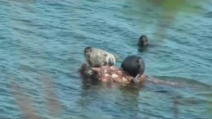 Байкальские нерпы