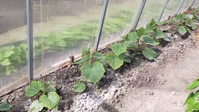 #396ДЕЛАЮ БОРДЮРЫ для ЦВЕТНИКОВ/СОБИРАЮ КЛУБНИКУ смотреть онлайн