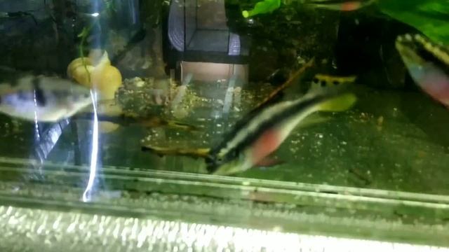 Кормление аквариумных рыбок разными кормами смотреть онлайн