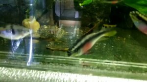 Кормление аквариумных рыбок разными кормами